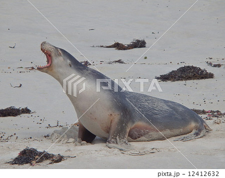 アシカ 吠える 動物 叫ぶの写真素材