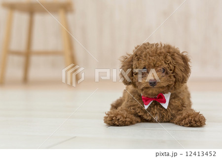 トイプードル 犬 横位置 フローリングの写真素材