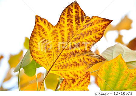 ユリノキ 黄葉 ゆりのき 葉の写真素材