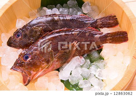 ホゴ 魚の写真素材