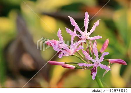 ネリネ 花の写真素材