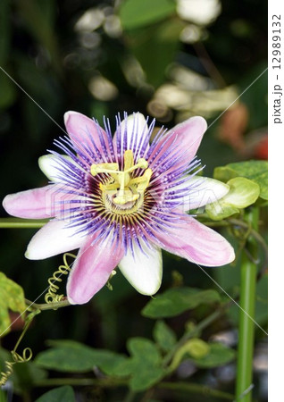 パッシフローラ ベロッティの写真素材