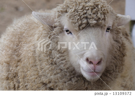 羊 かお 家畜 正面の写真素材