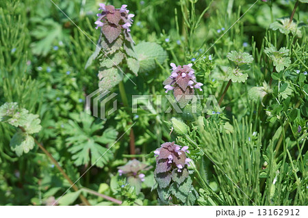 新鮮な雑草 紫の花 小さい 春 すべての美しい花の画像