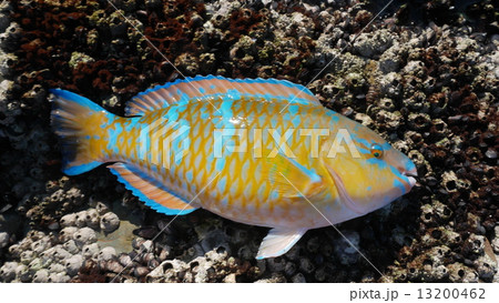 ヒブダイ 海水魚 横縞の写真素材