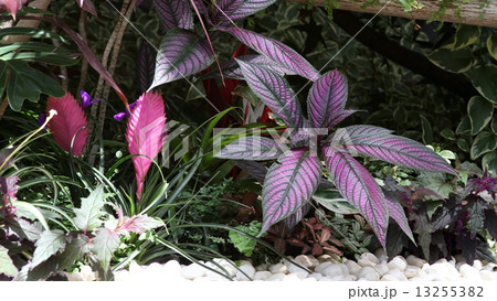 ストロビランテス ダイエリアヌスの写真素材