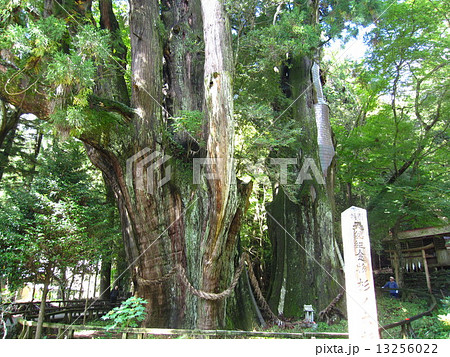 美空ひばりの写真素材