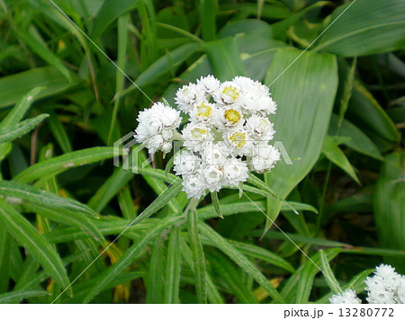 ラブリー高山 植物 白い 花 すべての美しい花の画像