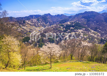 陸郷桜仙峡の写真素材