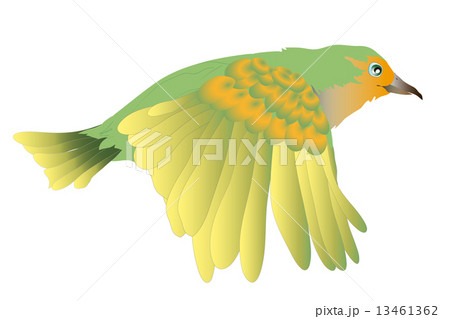 飛ぶ 野鳥 イラスト キャラのイラスト素材