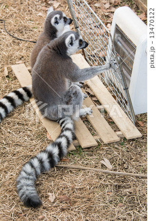 きつね キツネ 狐 灰色の写真素材 - PIXTA