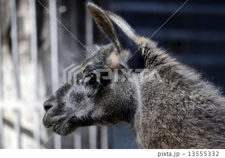 ラマ リャマ ジャマ 顔の写真素材