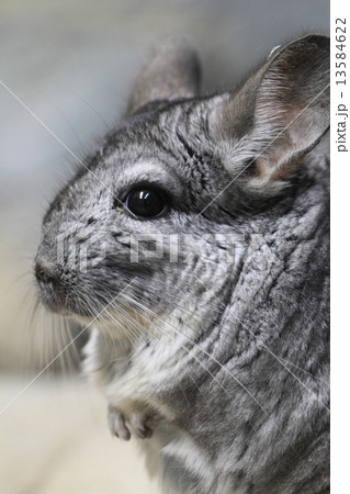 チンチラ 東山動物園 夜行性 ネズミ目の写真素材