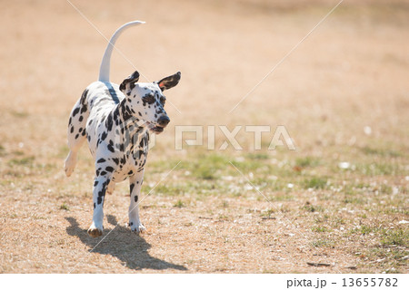 ダルメシアン 走る 犬 ブチの写真素材