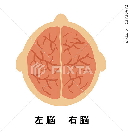 脳の断面図のイラスト素材