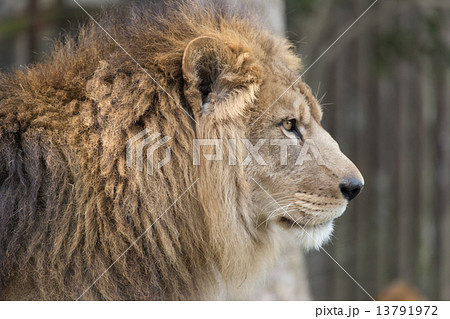 ライオン 屋外 アップ 横顔の写真素材