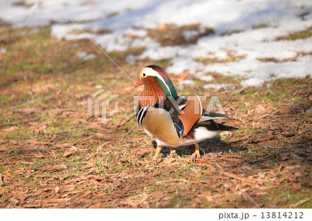 マンダリンダック 雄のおしどり おしどり 鳥の写真素材 - PIXTA