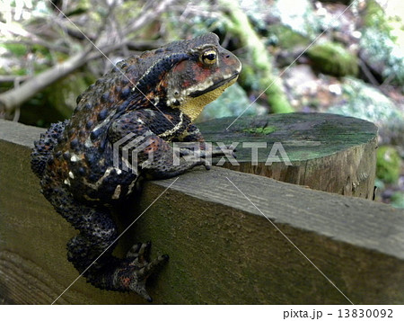 カエル 蛙 かえる 大きな蛙 ガマガエル ニホンヒキガエルの写真素材