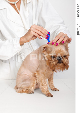 耳ダニ 犬の写真素材