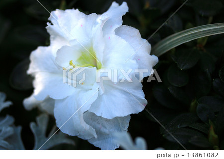 アザレア 花 ツツジ科 植物 雨雫 アザレアの花の写真素材