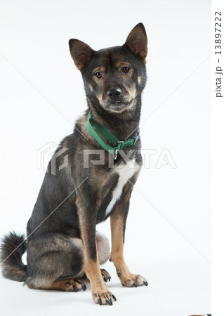 和犬 ミックス犬 日本犬 雑種の写真素材