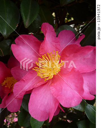 山茶花 ピンク色の花 色も香りもの写真素材