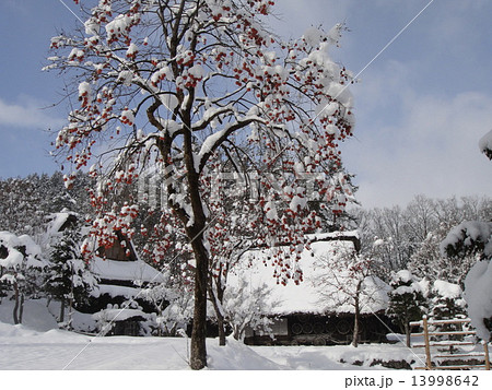 柿 冬 雪 雪景色の写真素材 - PIXTA