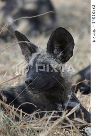 リカオン 野生動物 ボツワナ ワイルドドッグの写真素材