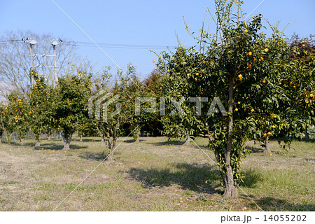 柚子の木の写真素材