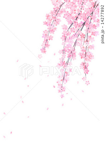 しだれ桜のイラスト素材