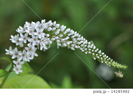 花 トラノオ 白い花 トラノオの花の写真素材