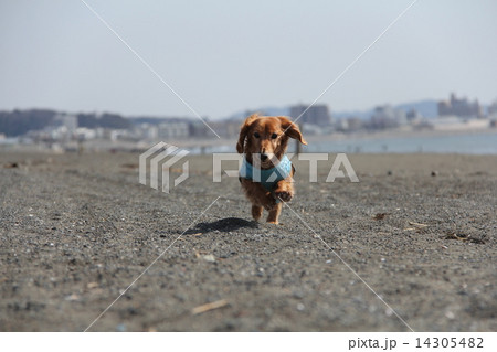 ミニチュアダックス 海岸の犬散歩 海岸の犬 お散歩の写真素材 - PIXTA