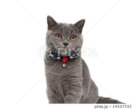 首輪 おじぎ ちんちん 猫の写真素材