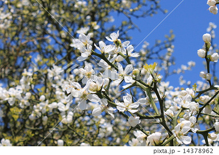 からたちの花 白い花 開花の写真素材