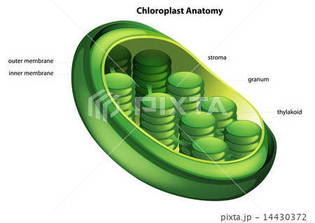 ribosomes clipart flowers