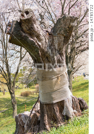 枯れた桜の木の写真素材