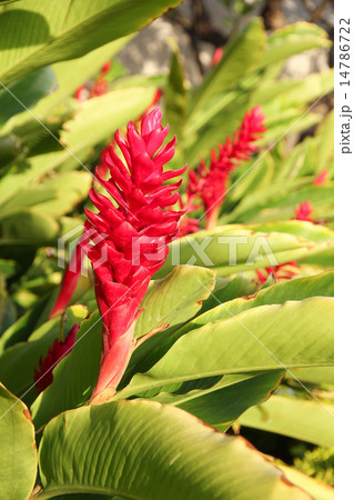 レッドジンジャー 赤い花 オアフ島 ハワイの写真素材