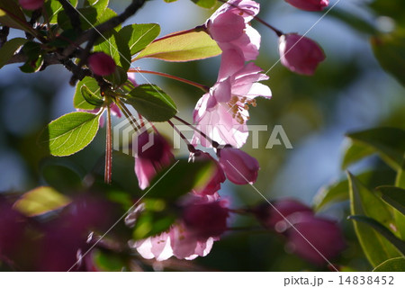 海棠桜 桜 かいどうざくら カイドウザクラの写真素材