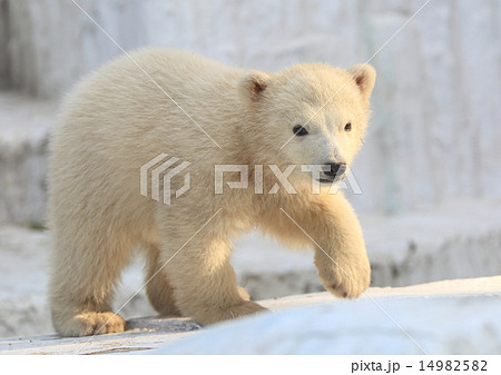 北極熊子供白クマ赤ちゃんの写真素材