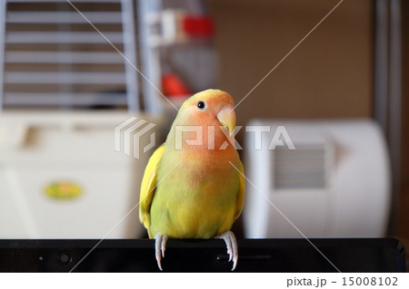 コザクラインコの写真素材