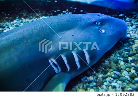 深海サメ 泳ぐ 怖いの写真素材