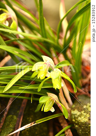 ジジババ 花の写真素材