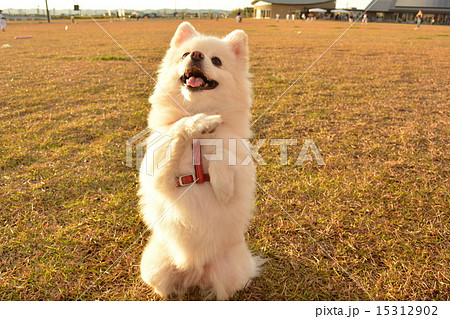 ポメラニアン おねだり 犬の写真素材