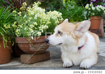 コーギー 花 犬 ワンコの写真素材