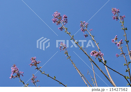 桐の花の写真素材 - PIXTA