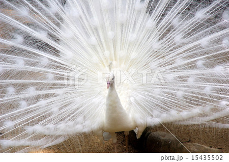 インドの国鳥の写真素材