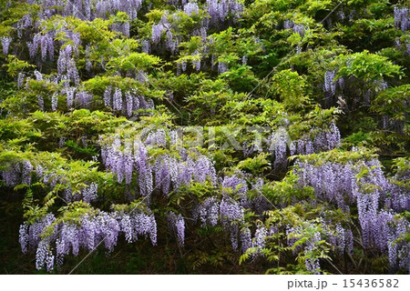 山藤 花 大串半島 さぬき市の写真素材