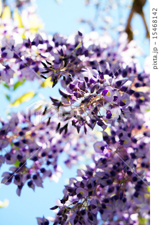 奥床しいの写真素材