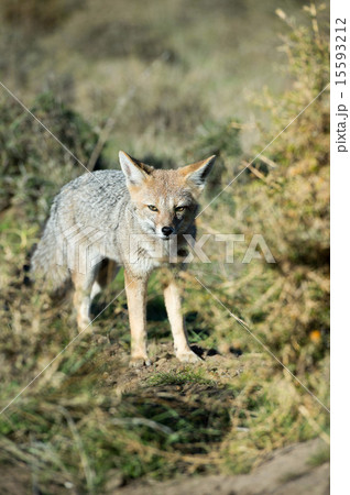 きつね キツネ 狐 灰色の写真素材 - PIXTA