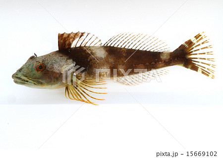 カジカ 魚 海水魚の写真素材